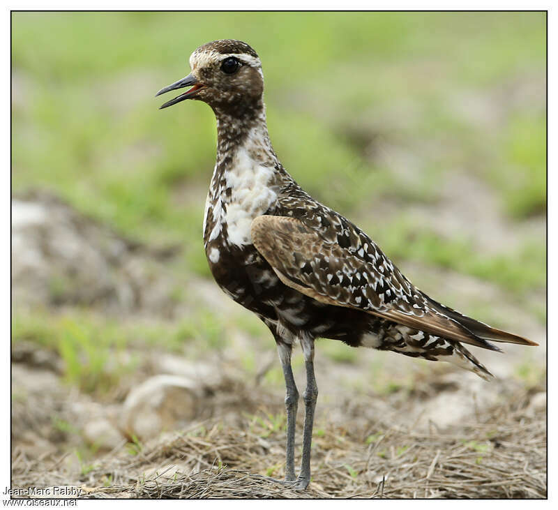 American Golden Ploveradult, identification