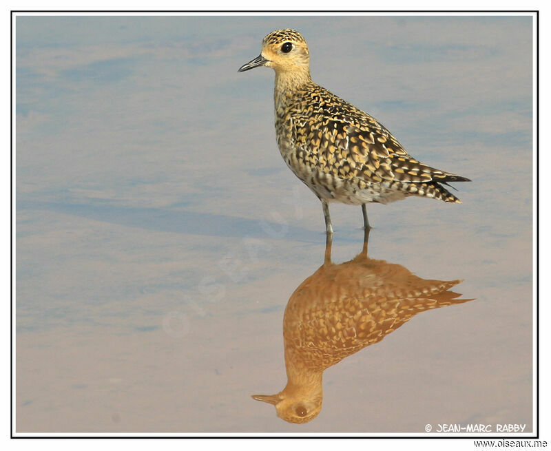 Pluvier fauve, identification