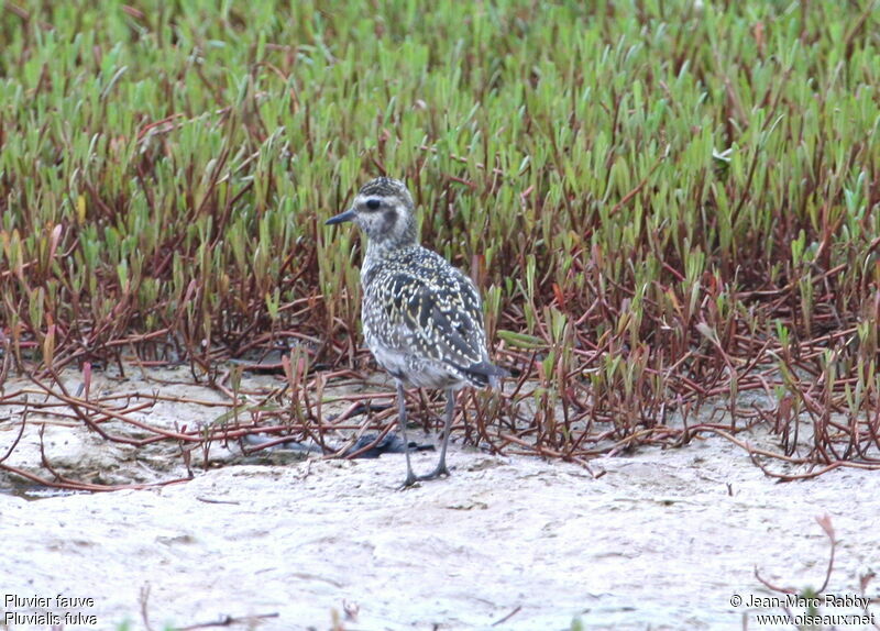 Pluvier fauve, identification