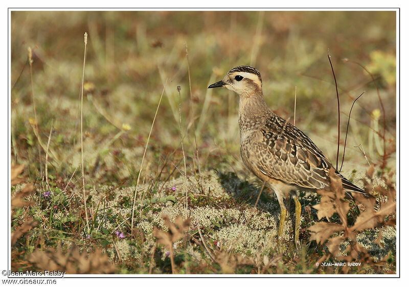 Eurasian Dotterel, identification