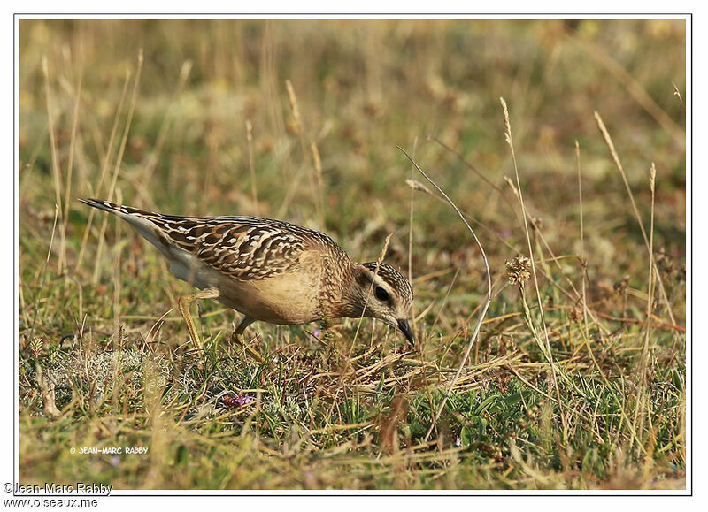 Pluvier guignard, identification