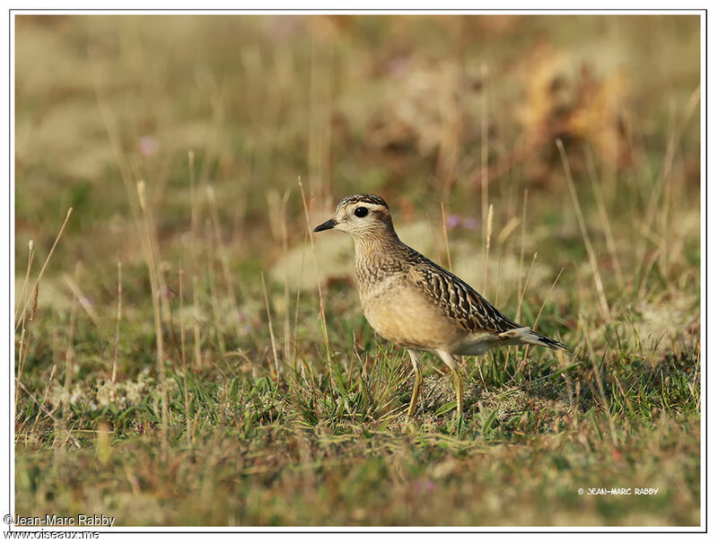 Eurasian Dotterel, identification