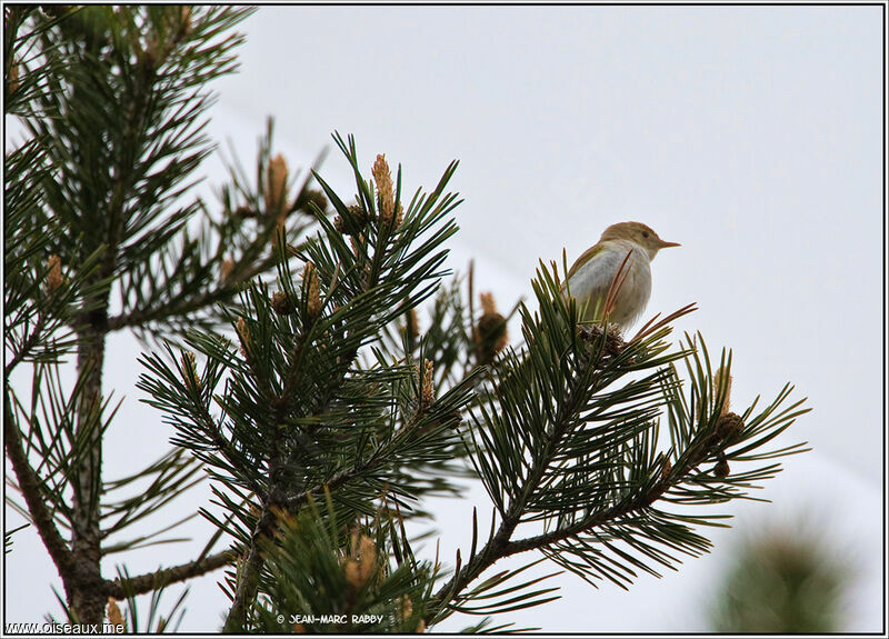 Western Bonelli's Warbler, identification