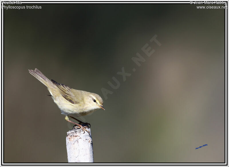 Willow Warbler, identification