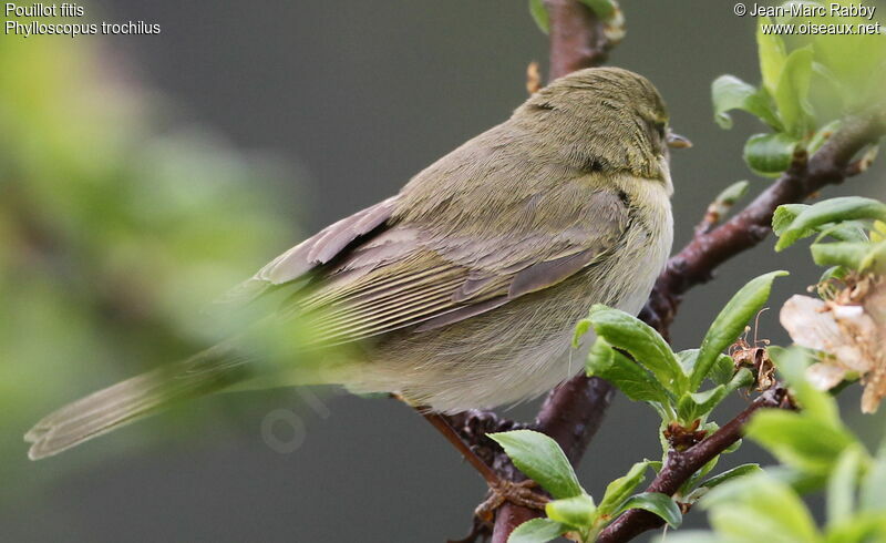 Pouillot fitis, identification