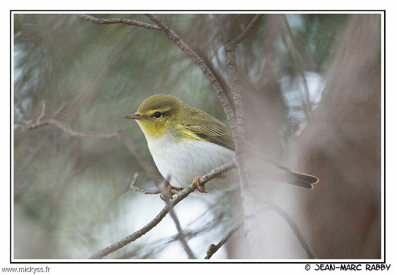 Wood Warbler male, identification