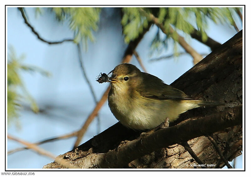 Common Chiffchaffadult, feeding habits