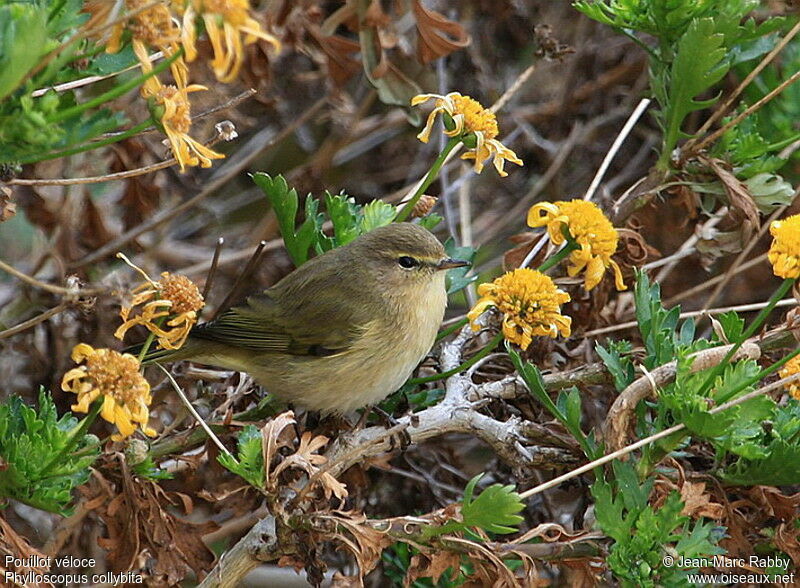 Common Chiffchaff