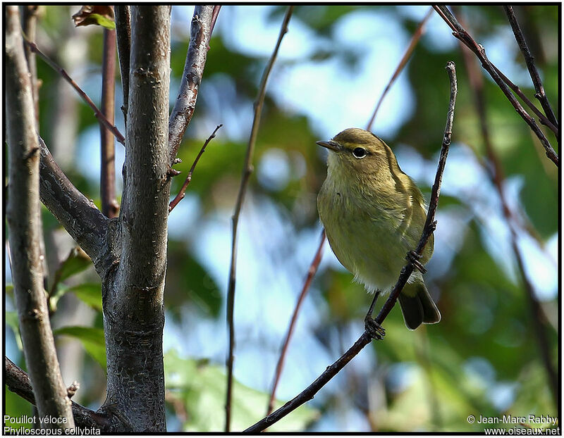 Pouillot véloce, identification