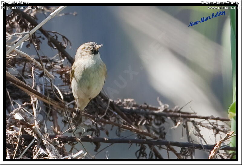 Common Chiffchaff, identification