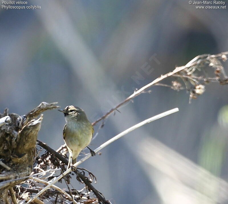 Common Chiffchaff, identification