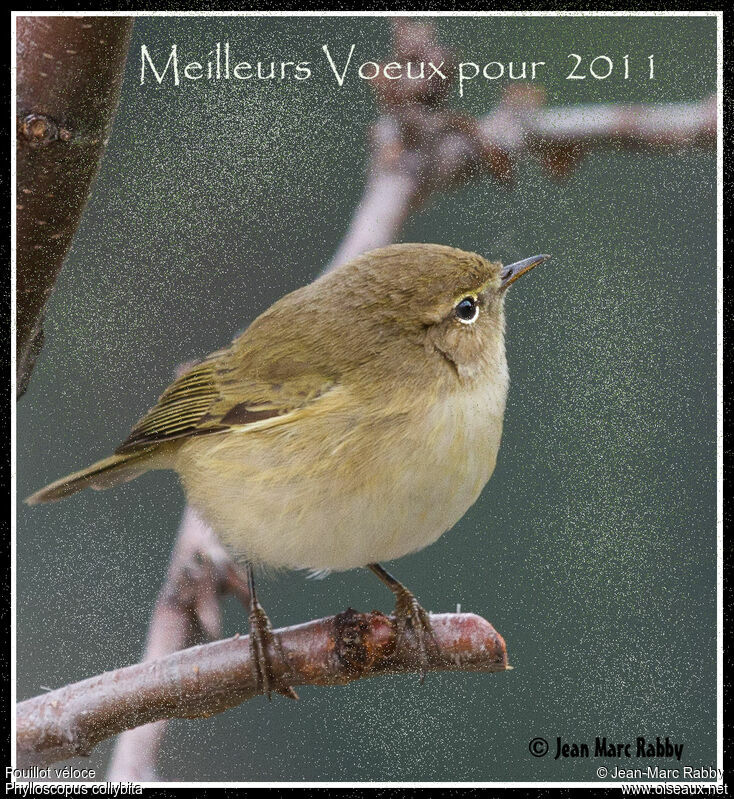 Common Chiffchaff, identification