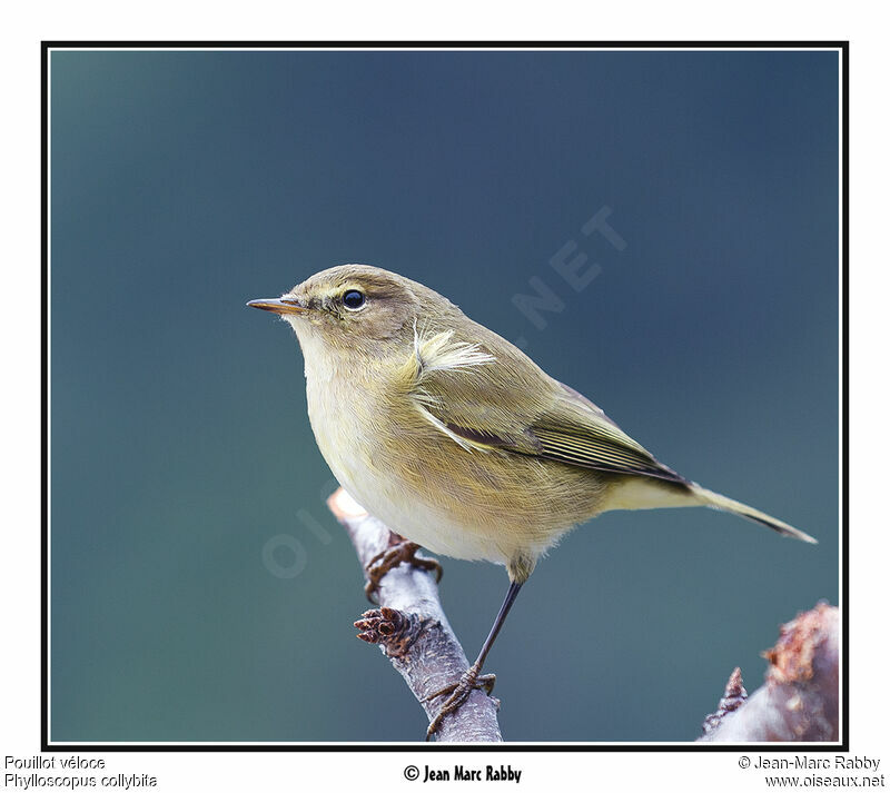 Common Chiffchaff, identification