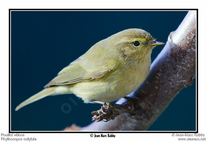 Common Chiffchaff, identification