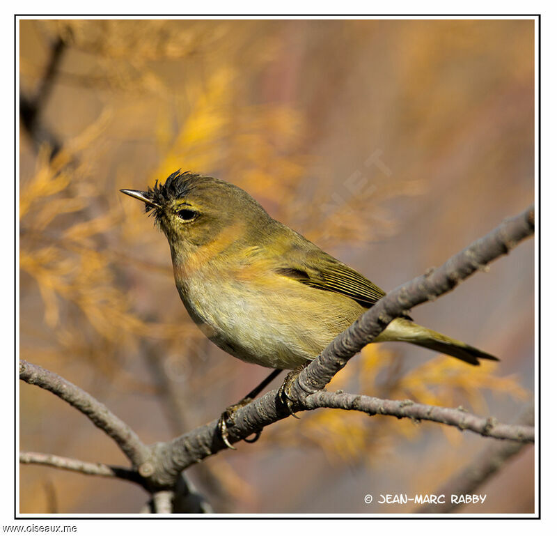 Common Chiffchaff, identification