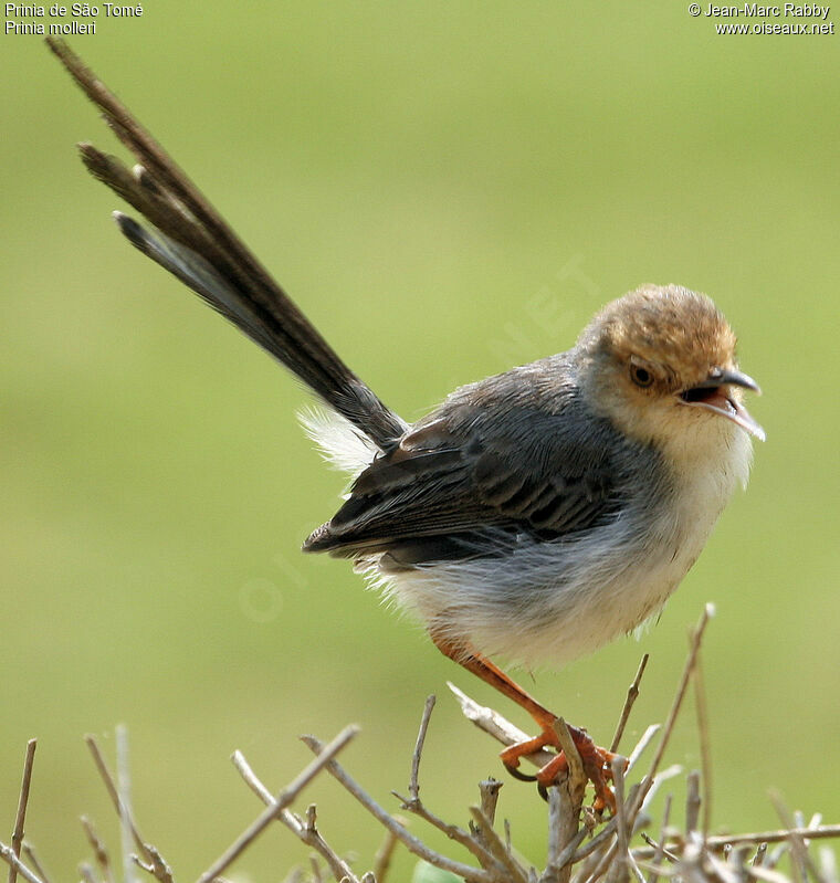 Sao Tome Prinia