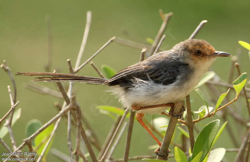 Sao Tome Prinia, identification