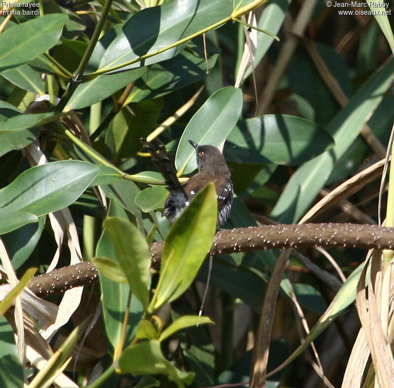 Prinia rayée