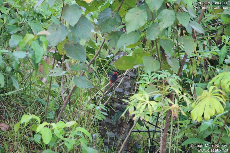 Black-bellied Seedcracker