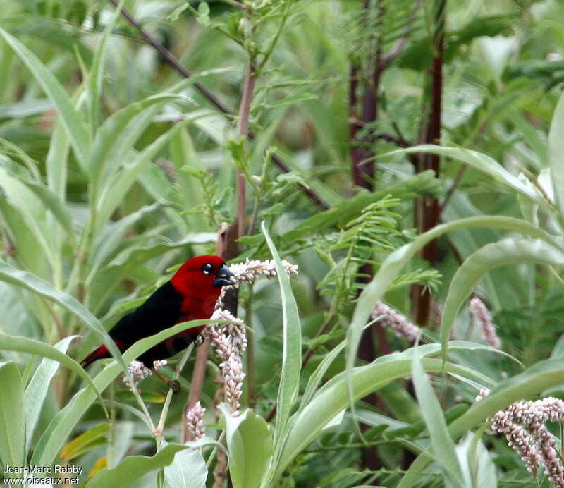 Pyréneste ponceau mâle, identification