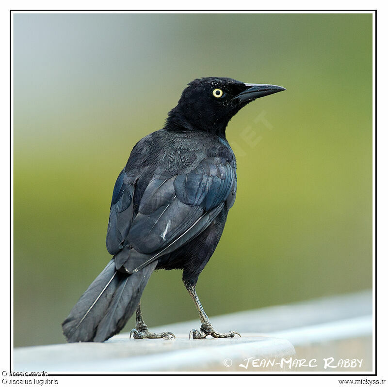 Carib Grackle, identification