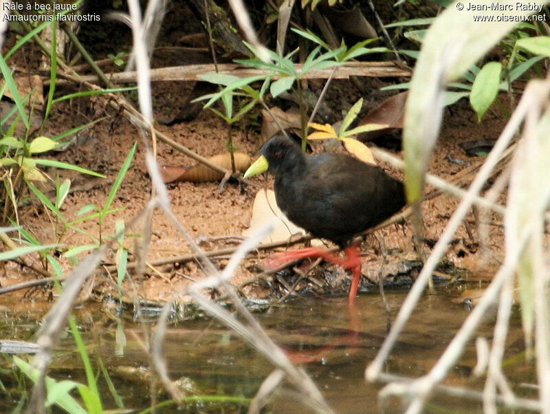 Black Crake