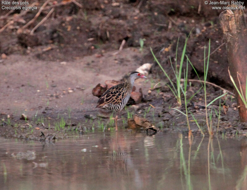 African Crake, identification