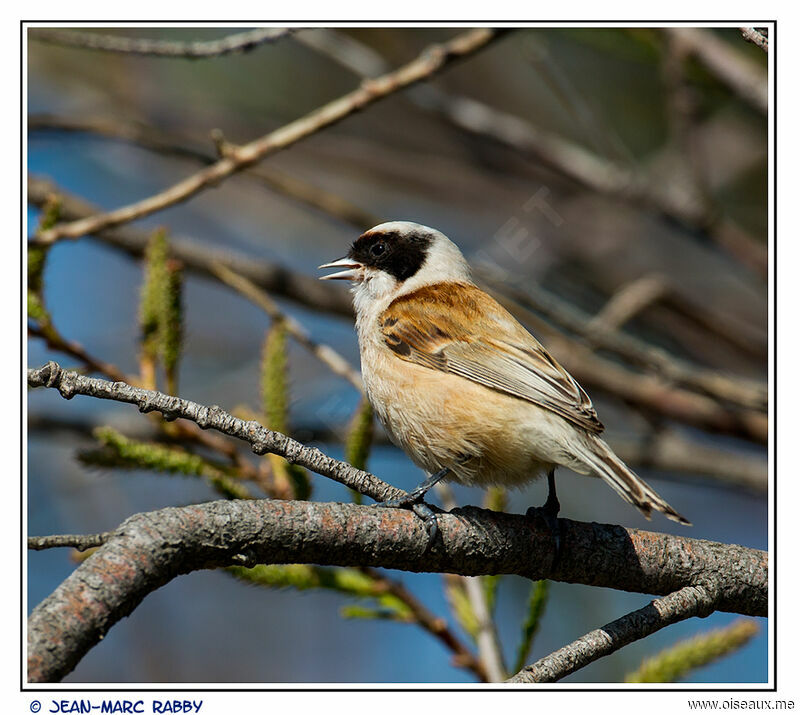 Eurasian Penduline Tit male, identification