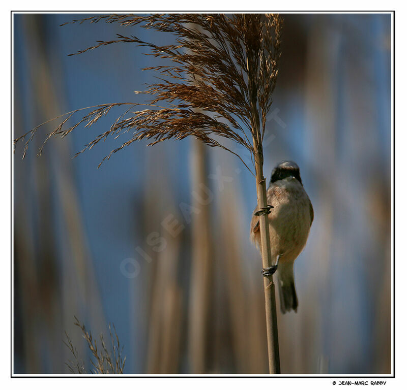 Eurasian Penduline Tit male, identification