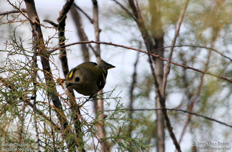 Goldcrest