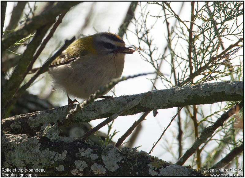 Common Firecrest, identification