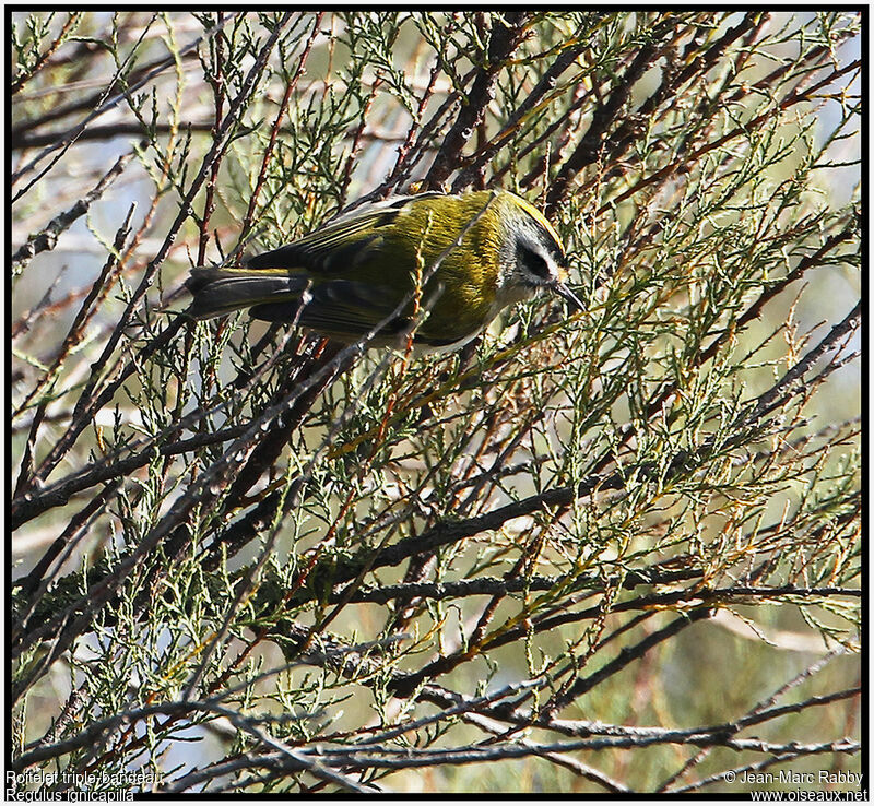 Common Firecrest, identification