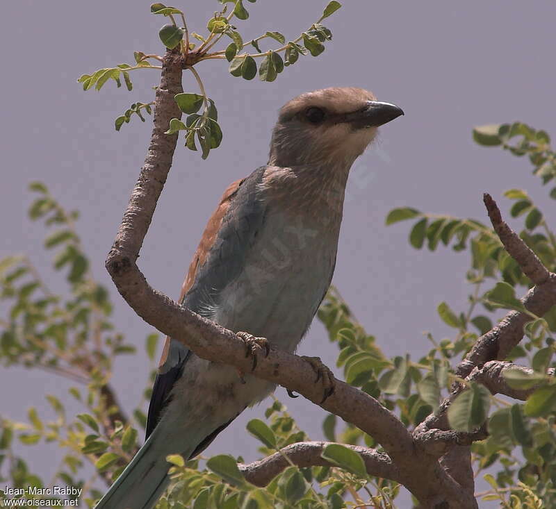 Abyssinian Rollerjuvenile, identification