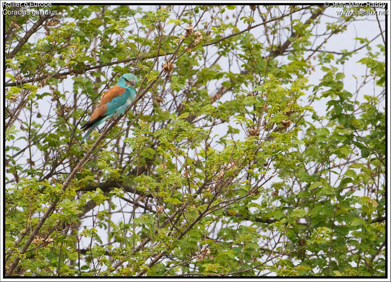 European Roller, identification