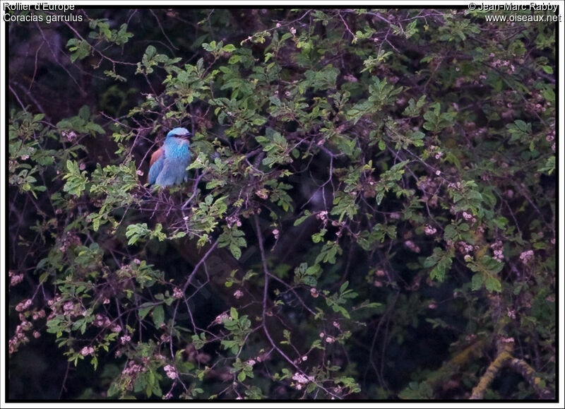 European Roller, identification