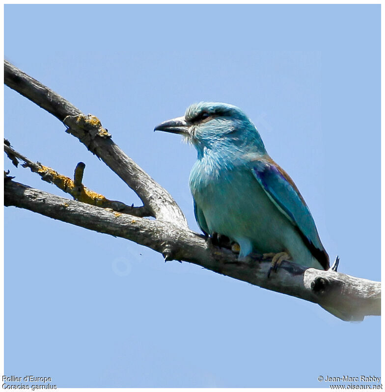 European Roller, identification