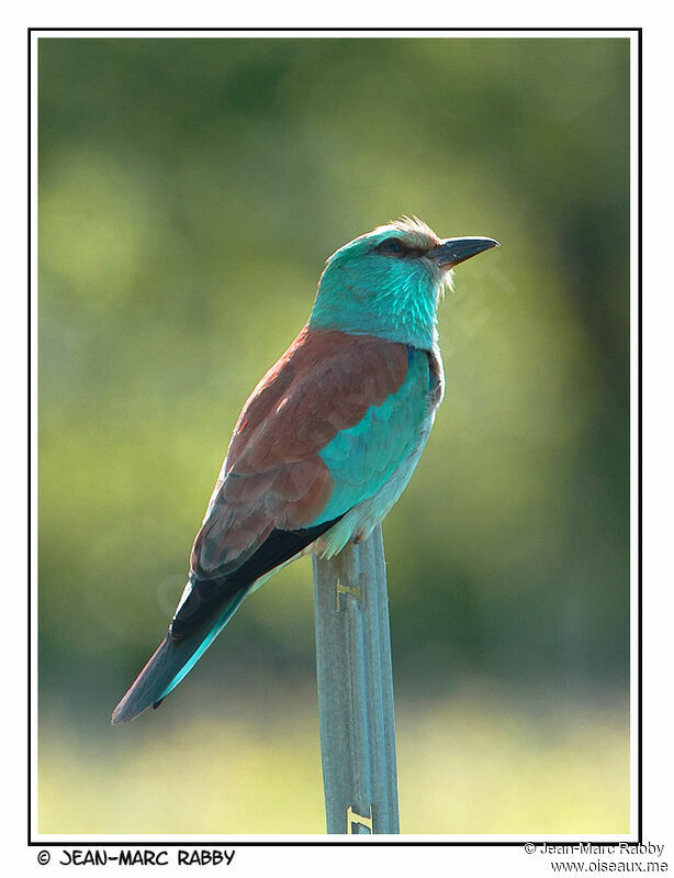 European Roller, identification