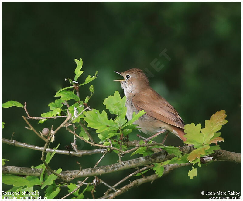 Common Nightingale, identification