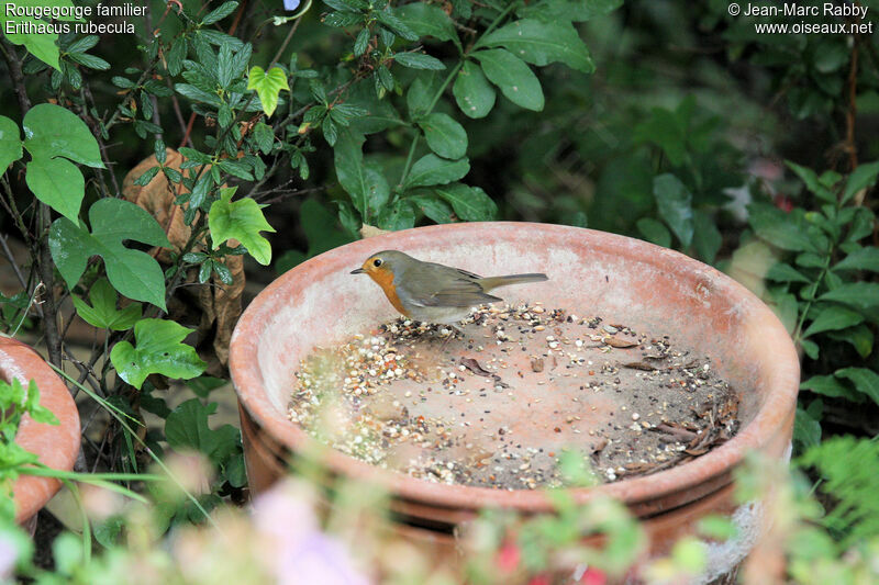 European Robin