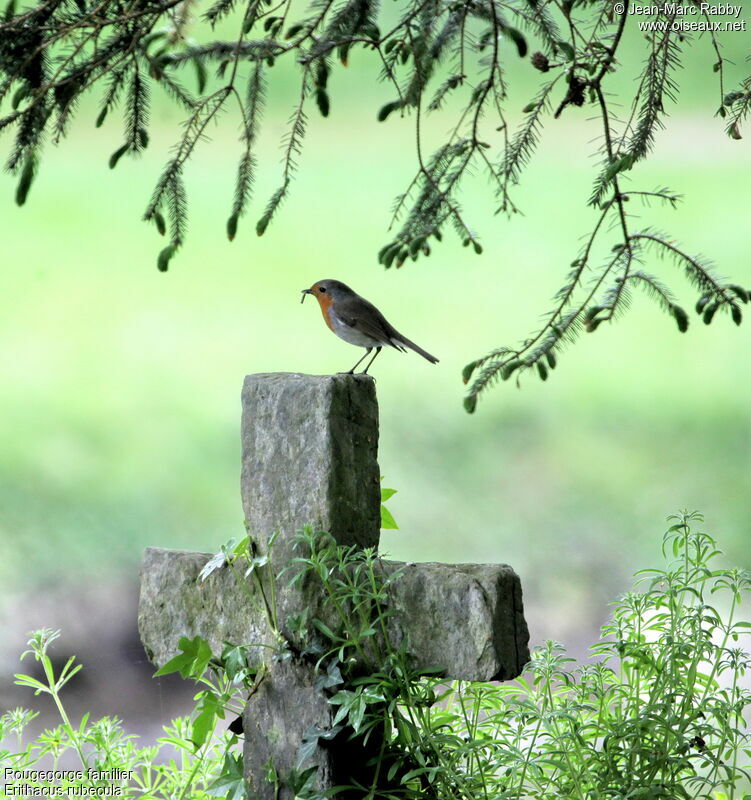 Rougegorge familier, identification