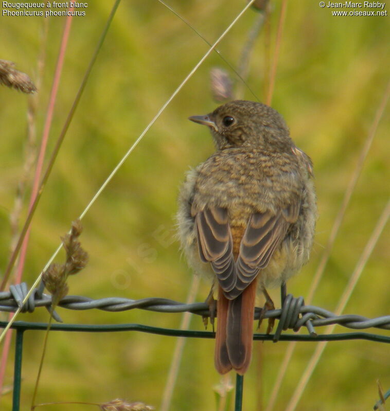 Common Redstartjuvenile, identification