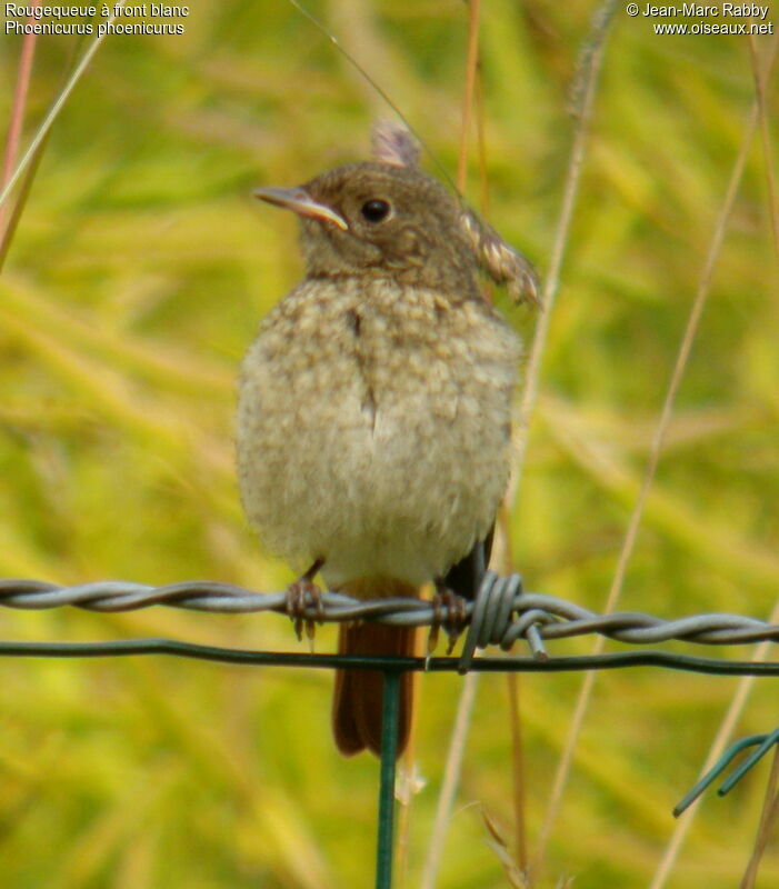 Common Redstartjuvenile, identification