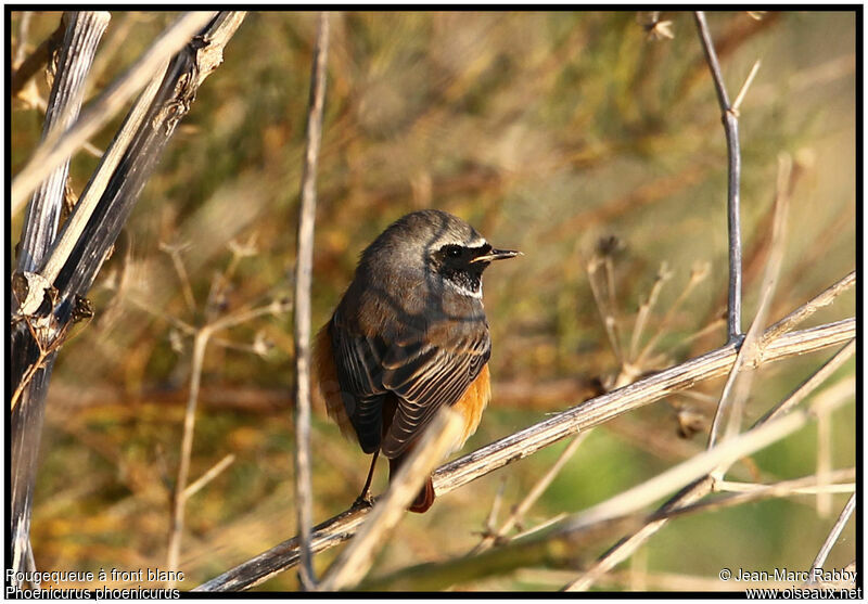 Common Redstart male, identification