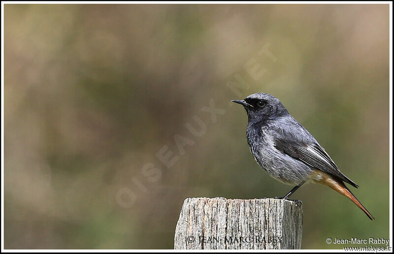 Black Redstart, identification