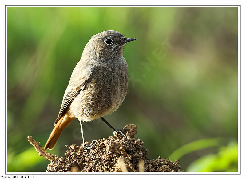 Black Redstart, identification