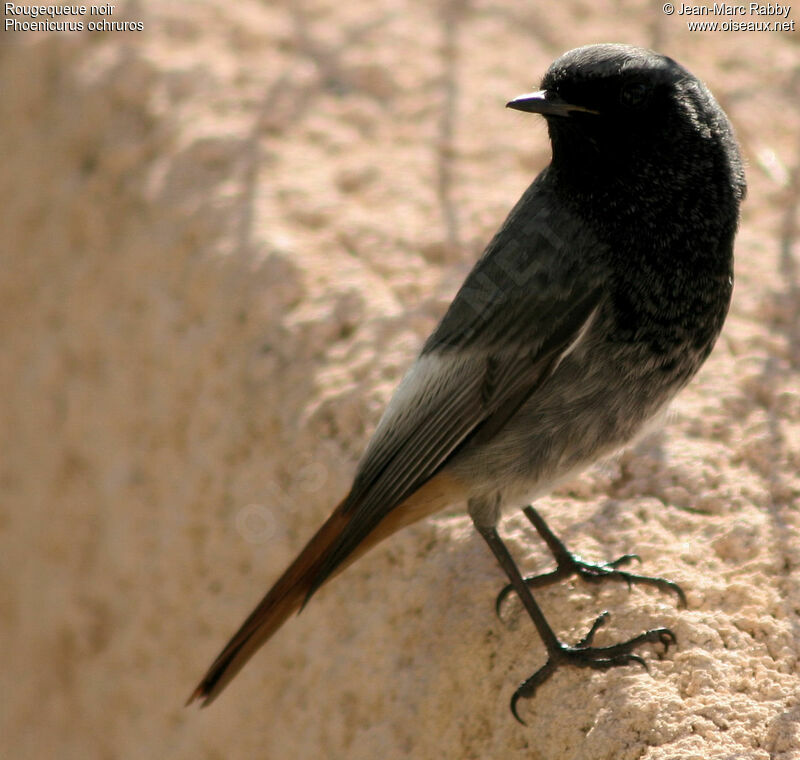 Rougequeue noir mâle, identification