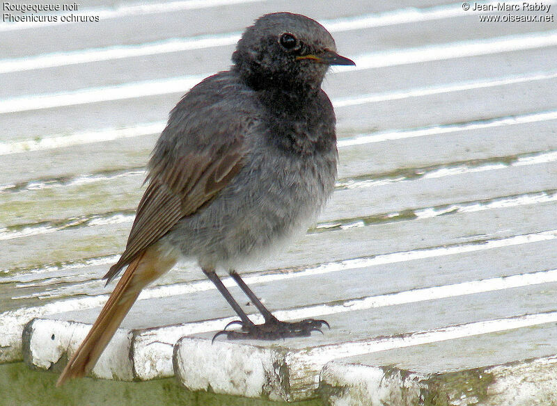 Black Redstart, identification