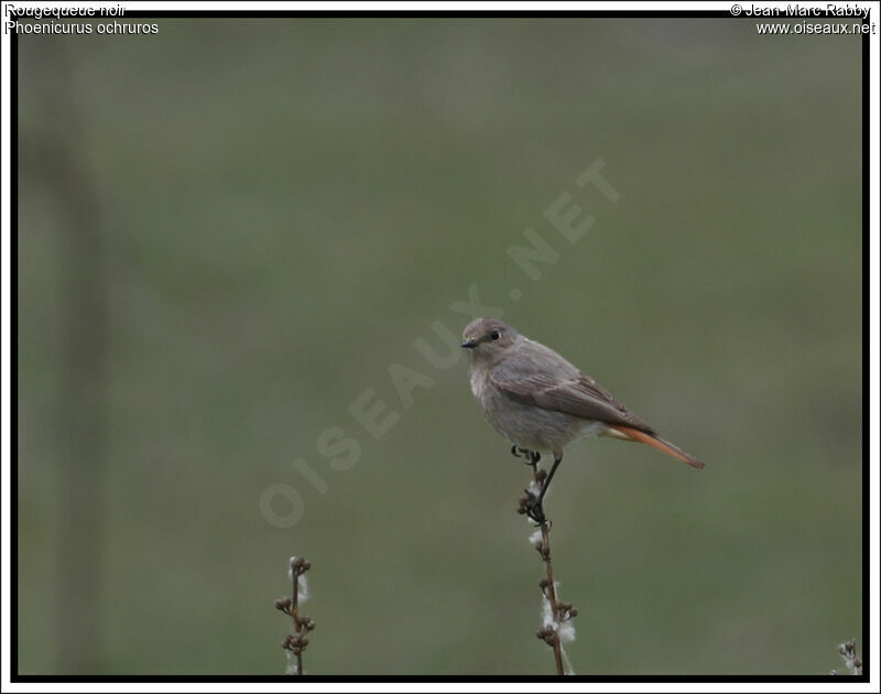 Black Redstart, identification