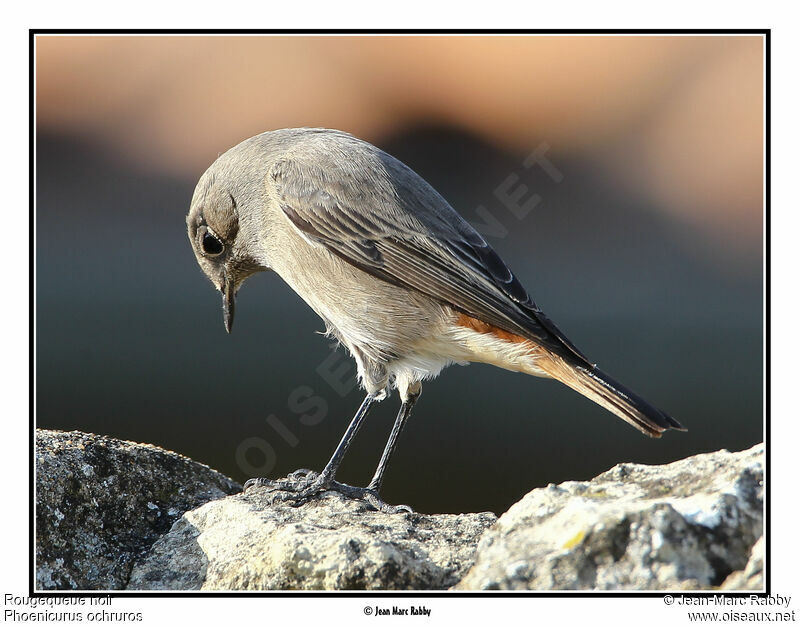 Black Redstart female, identification