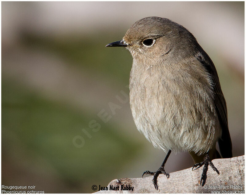 Black Redstart female, identification